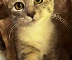 SE BUSCA GATITA PERDIDA SECTOR PUNTA NEGRA CERCA DE LA IGLESIA